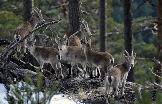cabras-el-bosque-crop-u13189