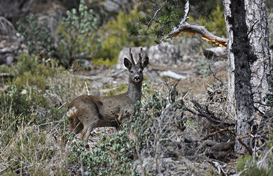 el-bosque-corzo-macho-crop-u13229